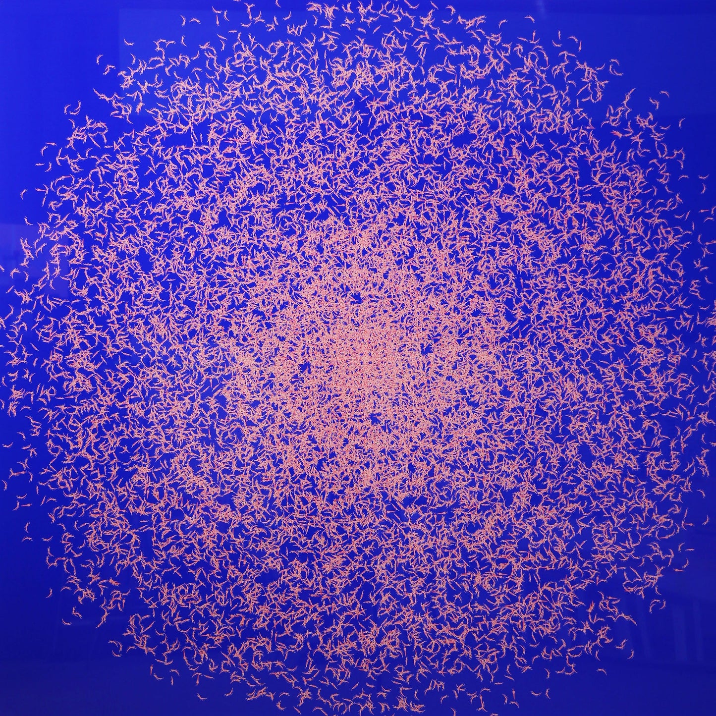 'Krill (Blue Edition)' by Ian Daniel, original Australian artwork