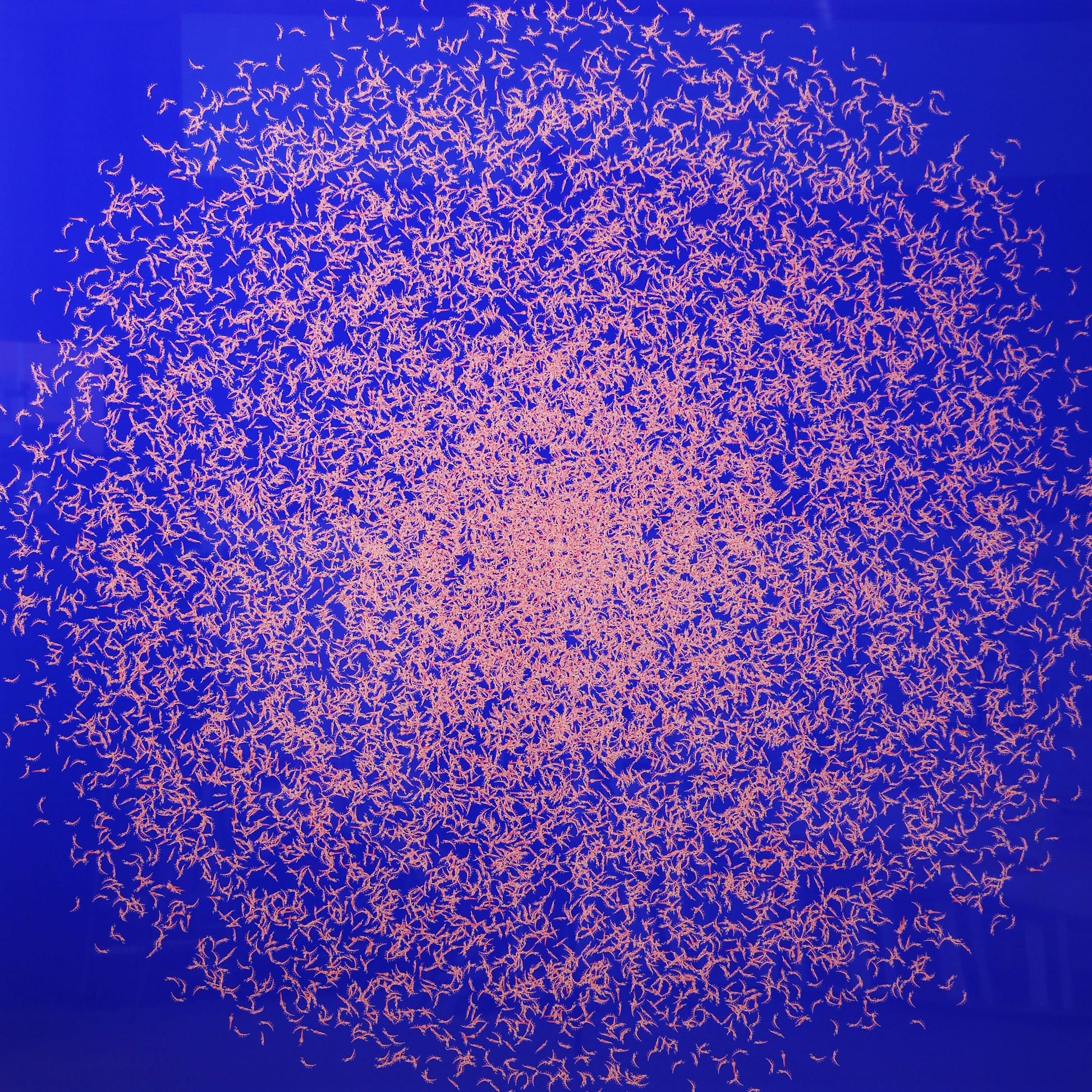 'Krill (Blue Edition)' by Ian Daniel, original Australian artwork