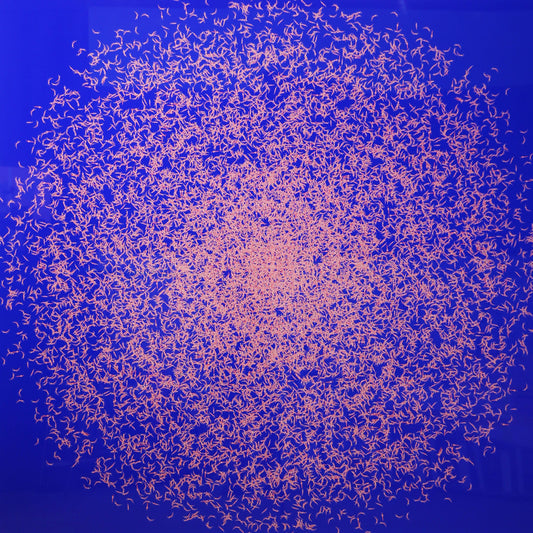 'Krill (Blue Edition)' by Ian Daniel, original Australian artwork
