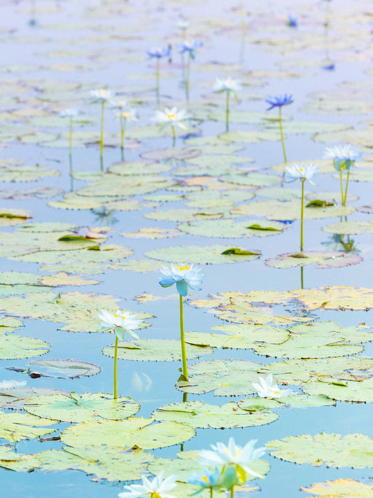 'Water Lilies, Kimberley' by Christian Fletcher, original Australian artwork – alternate view