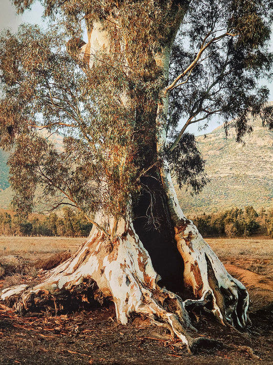 'The Cazneaux Tree, Flinders Ranges' by Christian Fletcher, limited edition photograph on canvas in a Marri shadow frame by Nathan Day