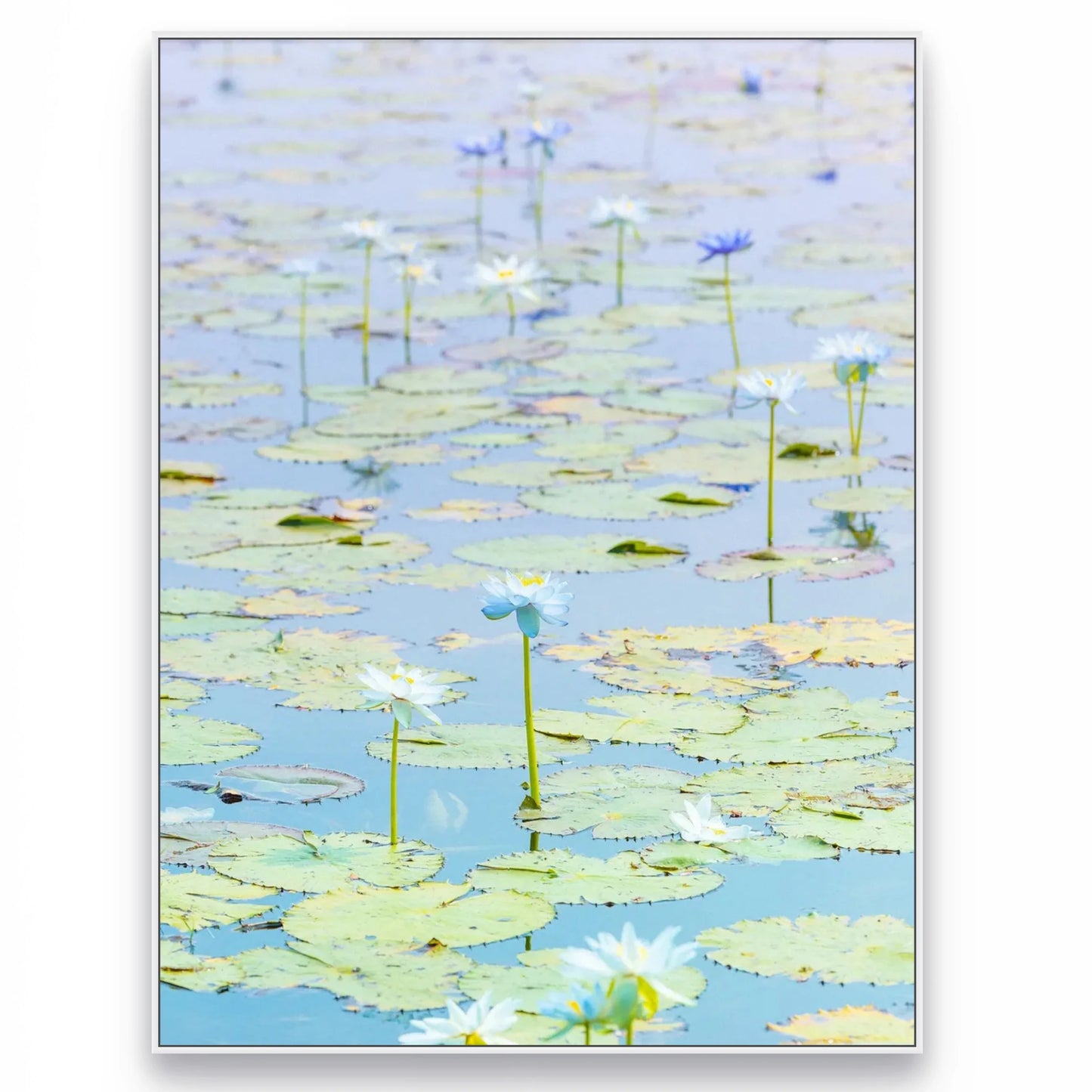 'Water Lilies, Kimberley' by Christian Fletcher, original Australian artwork