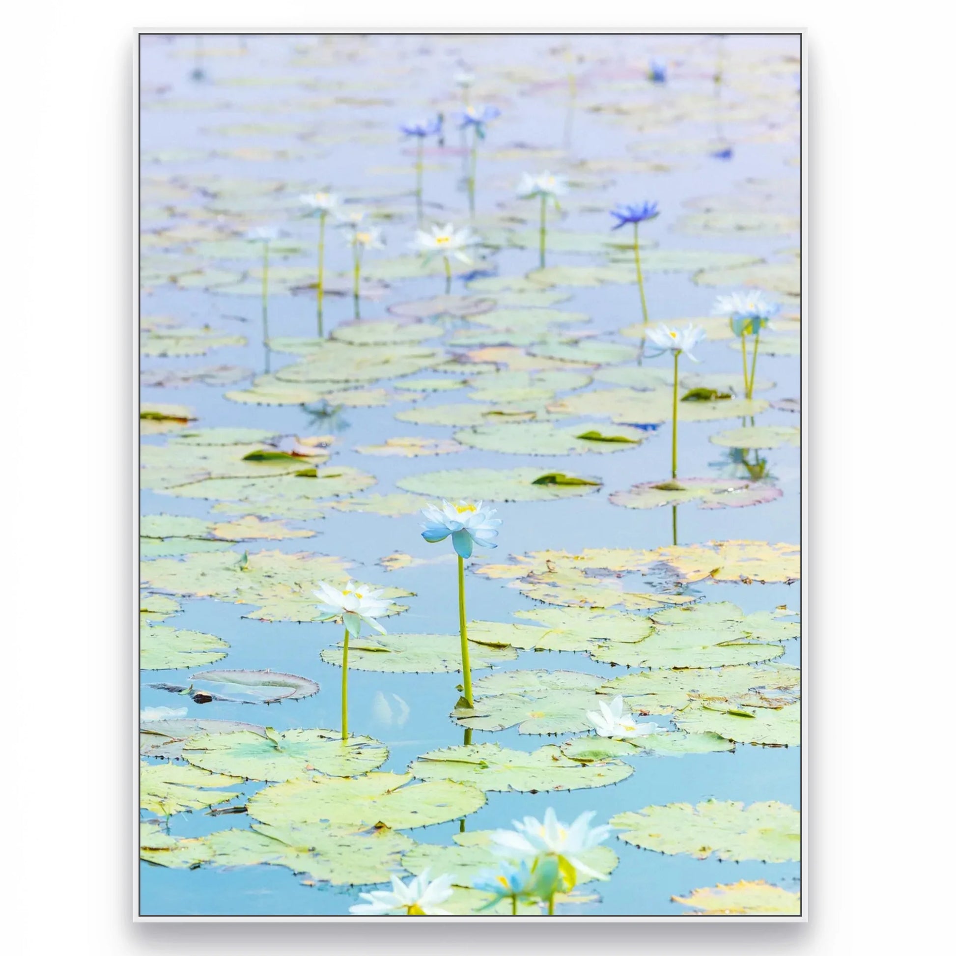 'Water Lilies, Kimberley' by Christian Fletcher, original Australian artwork