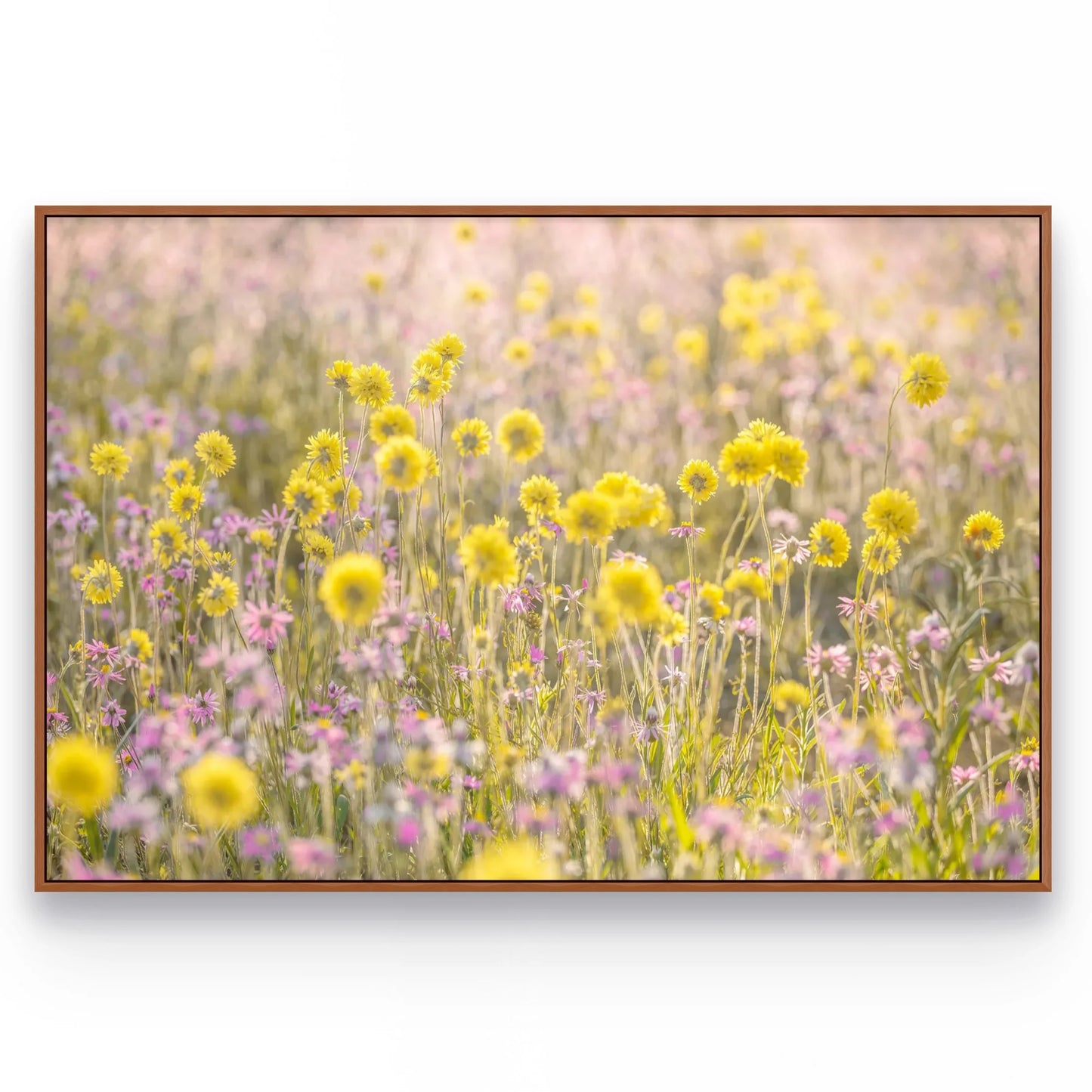 'Wildflowers, Mid West' by Christian Fletcher, original Australian artwork